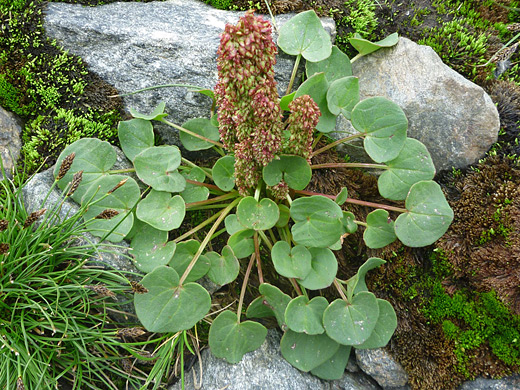 Mountain Sorrel; Oxyria digyna (mountain sorrel) along the Timber Lake Trail in Rocky Mountain National Park, Colorado