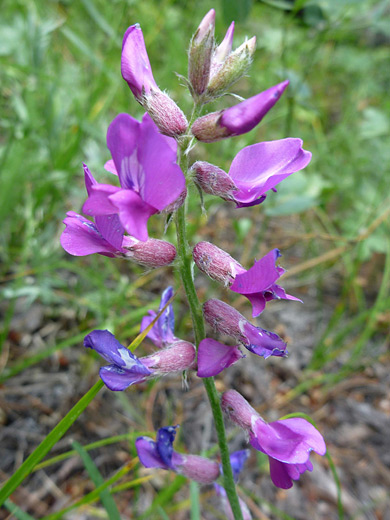 Purple Locoweed; Purple locoweed along the Raccoon Trail, Golden Gate Canyon State Park, Colorado