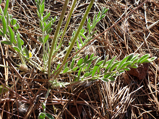 Pinnate leaves