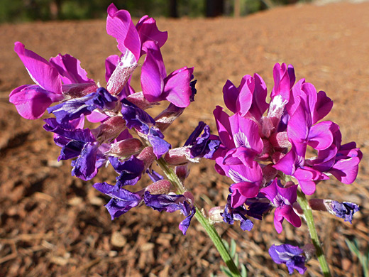 Withered purple flowers