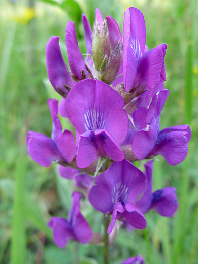 Pinkish-purple flowers