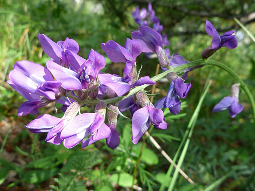 Purple Locoweed