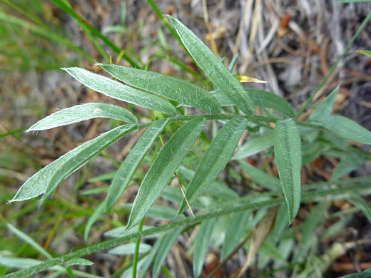 Compound leaf