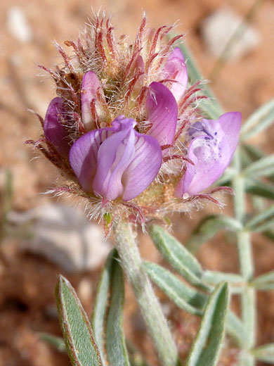 Hairy calyces