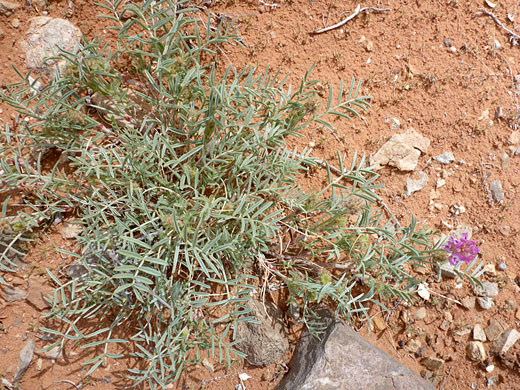 Plant starting to flower