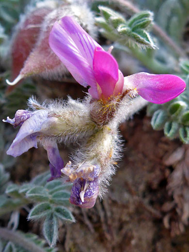 Mountain Locoweed; Mountain locoweed (oxytropis oreophila), Mummy Spring Trail, Mt Charleston, Nevada