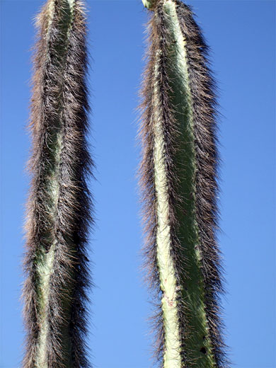 Hairy senita stems