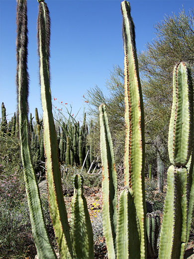 Tall senita stems