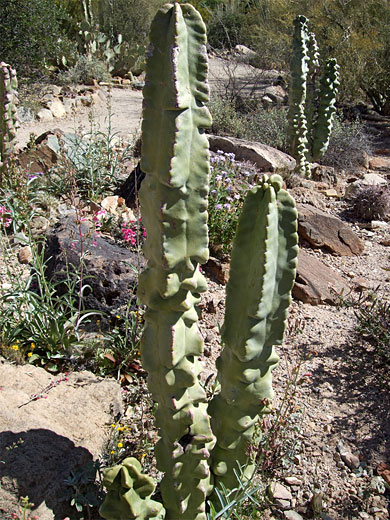 Pachycereus schottii var monstrose