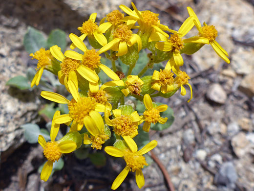 Woolly Groundsel; Woolly groundsel (packera cana), Cottonwood Lakes Trail, Sierra Nevada, California