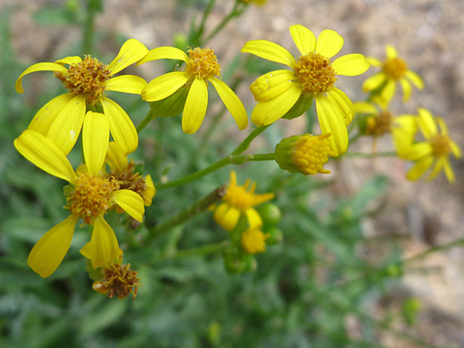 Fendler's Ragwort; Packera fendleri along the Estes Cone Trail, Rocky Mountain National Park, Colorado