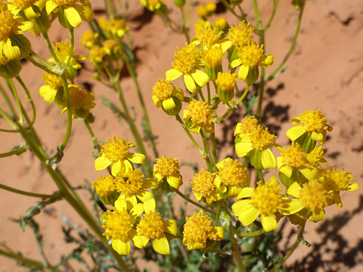 Numerous flowerheads