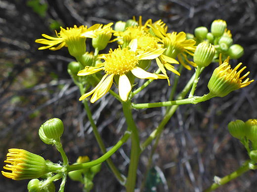 Lobeleaf Groundsel; Yellow flowerheads of packera multilobata, Sedona, Arizona