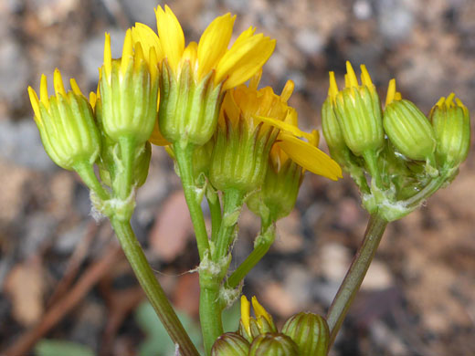 Hairless phyllaries
