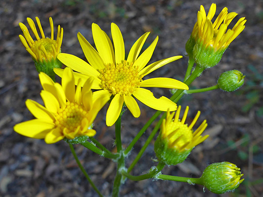 New Mexico Groundsel; Yellow flowerheads of packera neomexicana, at Cochise Stronghold, Arizona
