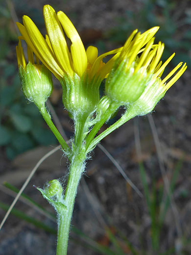 New Mexico Groundsel