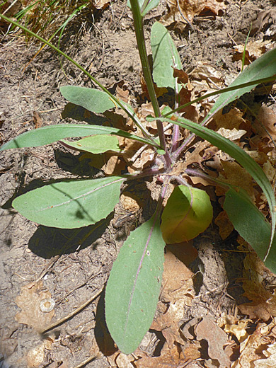 Stalked leaves