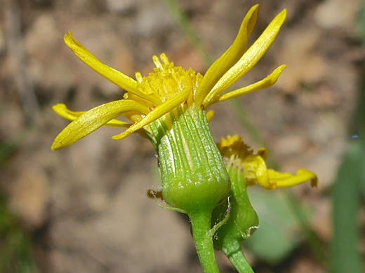 Hairless flowerhead