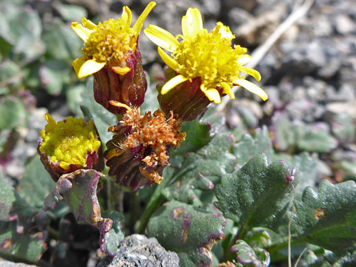 Hoary Groundsel; Packera werneriifolia (hoary groundsel), Humphreys Peak Trail, Arizona