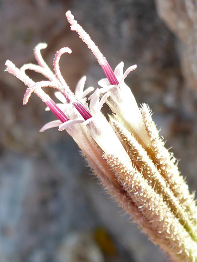 Spanish Needle; Four disc florets; palafoxia arida, Bristol Mountains, Mojave Trails National Monument, California