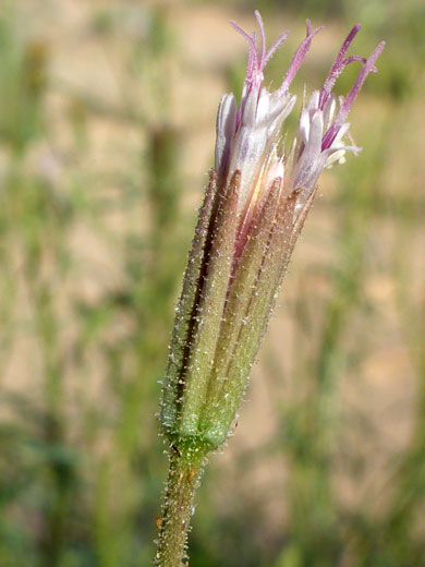 Slender flowerhead