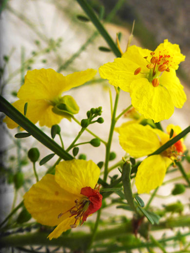 Flowering stems