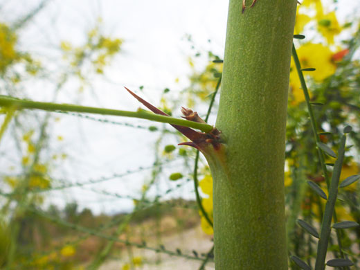 Mexican Palo Verde