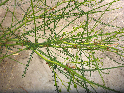 Leaves and stems