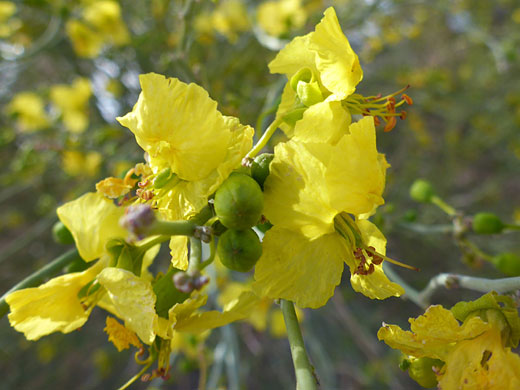 Yellow flowers