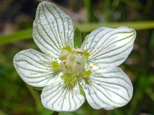 Marsh Grass of Parnassus; Marsh grass of parnassus (parnassia palustris), West Fork of Oak Creek, Sedona, Arizona