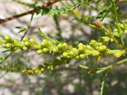 Common Dunebroom