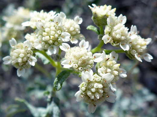 Mariola; Cluster of white flowerheads; parthenium incanum, Ridge View Trail, Saguaro National Park, Arizona