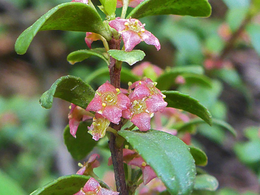 Mountain Lover; Paxistima myrsinites, Telluride, Colorado