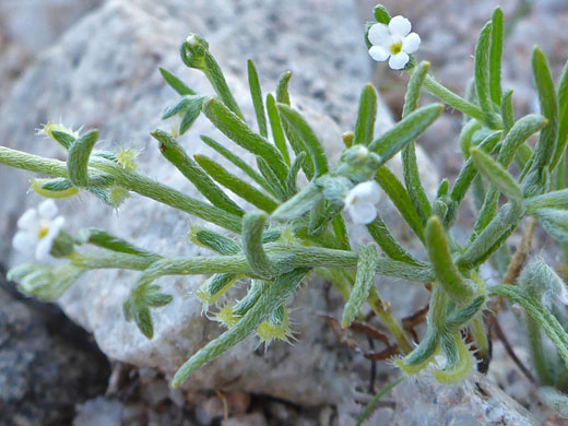 Arched-Nut Pectocarya; Pectocarya recurvata (arched-nut pectocarya), Estrella Mountain Regional Park, Arizona