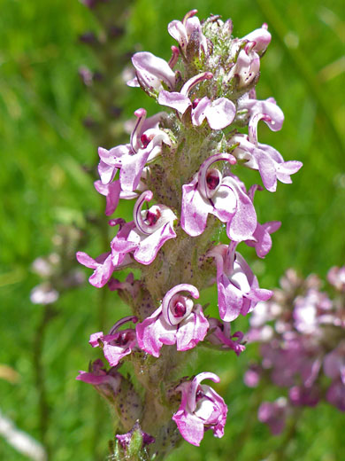 Little Elephant Heads; Pedicularis attollens along the Cottonwood Lakes Trail, Sierra Nevada, California