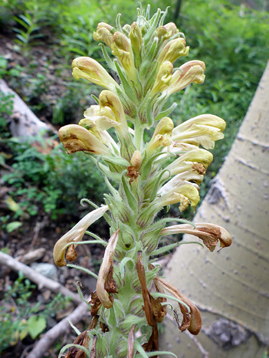 Towering Lousewort; Yellowish flowers and green bracts - pedicularis procera, Arrastra Basin Trail, San Juan Mountains, Colorado