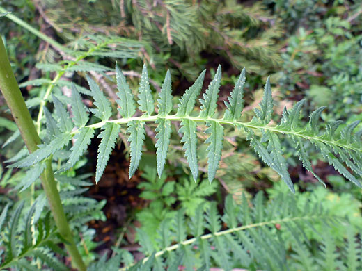 Towering Lousewort