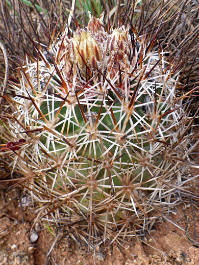 Spiny plant