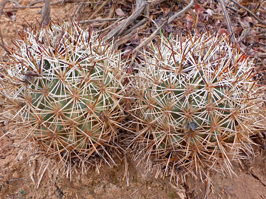 Two stems