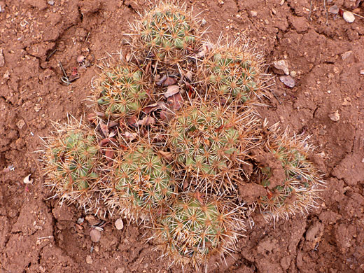 Cluster of stems