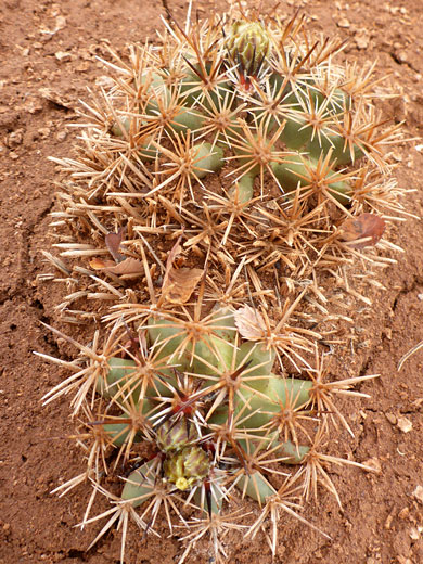 Pronounced tubercles