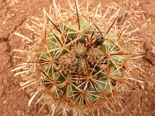 Medium-sized plant