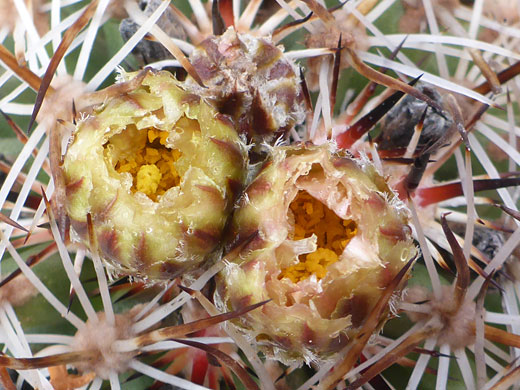 Two flowers