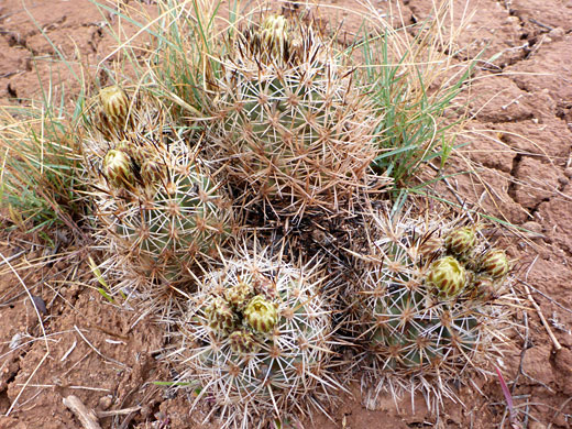 Five stems