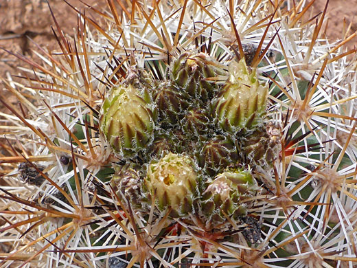Developing flowers