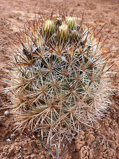 Plant on sandy ground