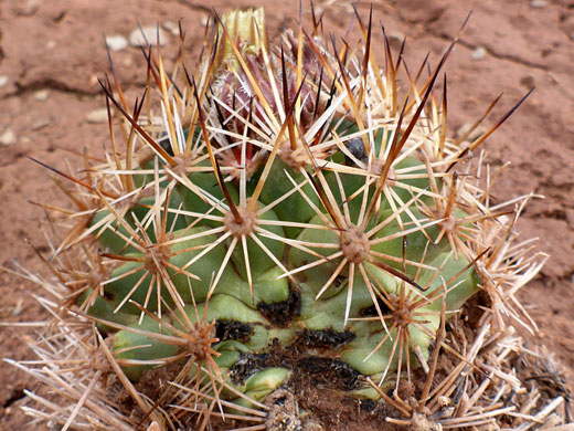 Yellow-brown spines