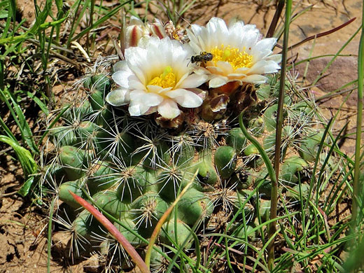 Pediocactus, La Sal Mountains