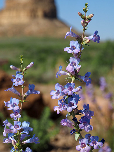 narrowleaf beardtongue; Flowering stems of penstemon angustifolius, Chaco Culture NHS, New Mexico