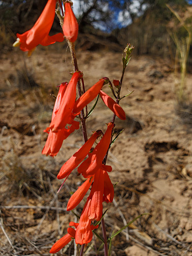 Two flowering stems